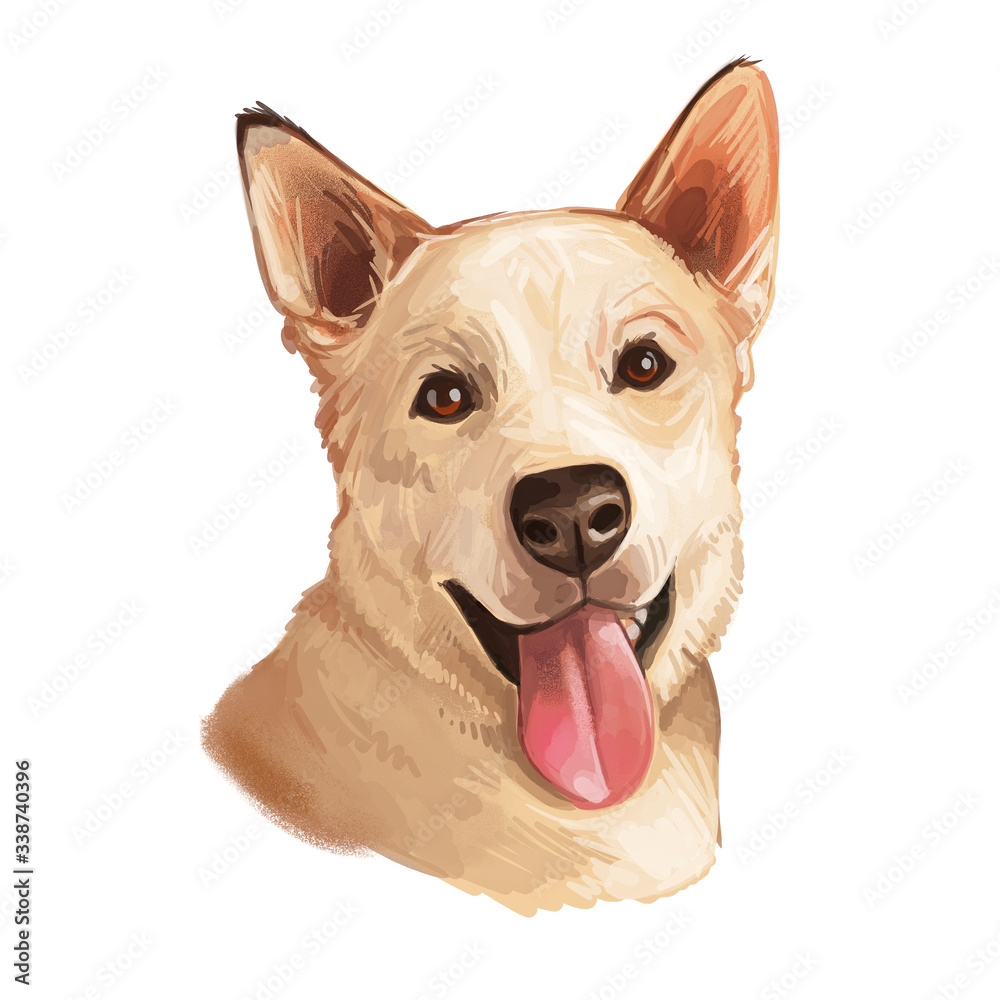 es un perro carolina un dingo