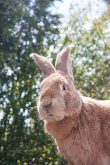 Portrait of a brown belgian giant rabbit