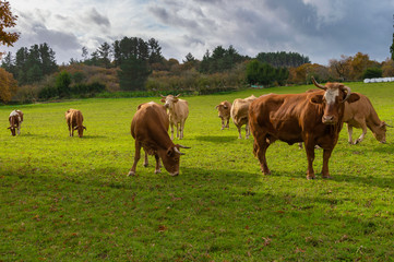 Galician cows in a meadow (Spain).