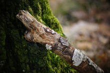 A Fragment Of A Dry Birch Branch, Based On A Trunk Covered With Moss.