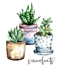 Cactus Potted, Watercolor Painting. Cacti, Succulents Set Isolated On White. Perfectly For Stickers, Greeting Design.