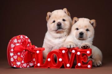 Sticker - Two Cute Chow Chow puppies with a gift box and the word love