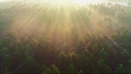 Aufkleber - The morning rays of the sun break through the trees in a pine forest. Flying over the forest, forest in the morning fog. Aerial view