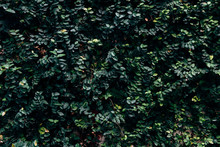 Green Hedge Background