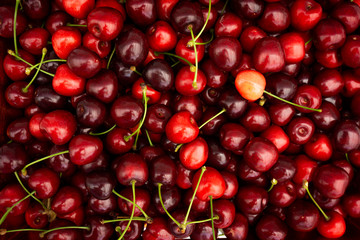 Red Cherries. pile of ripe cherries with stalks.