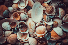 Mixed Colorful Sea Shells As Background. Sea Shell Texture