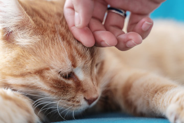 Wall Mural - Human hand care and stroking fluffy cat close up. owner hands patting cat.