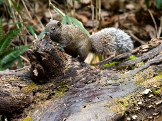 Pallas's squirrel on a log in a Japanese forest 2