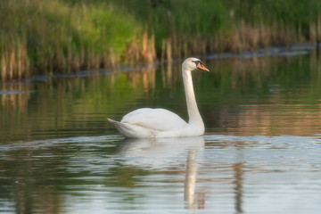 Wall Mural - Mute swan floating in river in morning sunlight. Side view.