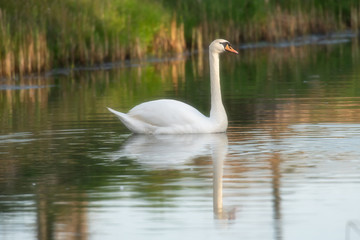 Wall Mural - Mute swan floating in river in morning sunlight. Side view.