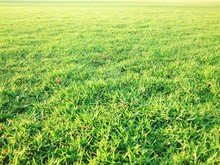 Full Frame Shot Of Grassy Field