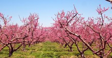 Peach Blossom Trees On Grassy Field Against Clear Blue Sky