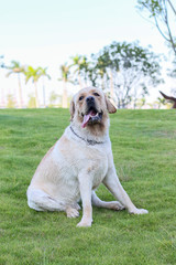 Canvas Print - golden retriever dog