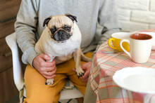 Sad Pug Dog Sitting In His Owner's Lap In The Kitchen. Selective Focus On Dog.