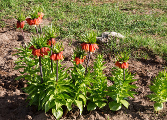 Flowers of the Imperial grouse in the garden on a Sunny spring day