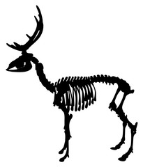 Silhouette of a deer skeleton vector