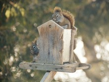 Squirrels In Birdhouse