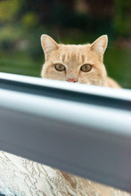 Chat Derrière Une Fenêtre Dehors Regardant à L'intérieur