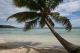 Fototapeta Las - palm trees on the beach