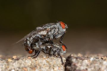 Macro lateral plane, of gray fly Sarcophaga carnaria, on copula