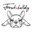 Cute french bulldog sketch. Vector illustration