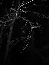 Low Angle View Of Moon Seen Through Bare Tree At Night