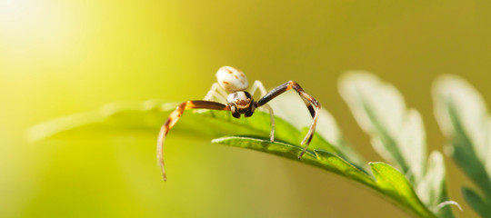 Wall Mural - Spider sitting on a leaf, closeup, green nature wildlife insect concept. Web banner, copy space.