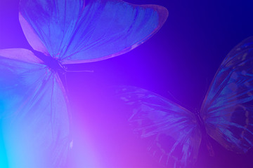 Poster - gradient background with highlights with butterfly wings