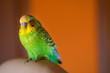 © Dmytro - A green Budgerigar male sits on a chair in the house in the evening.  Green Budgerigar on white armchair in apartment building on orange wall background.