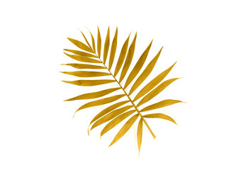 Wall Mural - Tropical golden leaf palm tree on white background. Top view, flat lay