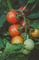 green and red cherry fruits