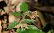 Closeup butterfly on green leaf