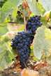 Blue grape hanging on the vine