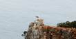 Seagull standing on a rock in front of the ocean