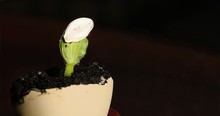 Close-up Of Seed Pod Stuck On Top Of Young Squash Seedling Sprouting Through Soil In Egg Shell Pot