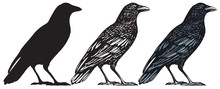 Set Of Three Hand-drawn Black Birds Isolated On White Background. Raven, Crow, Rook Or Jackdaw. Vector Illustration In Retro Style.