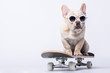 © AllenLee - French Bulldog puppy wearing sunglasses on skateboard