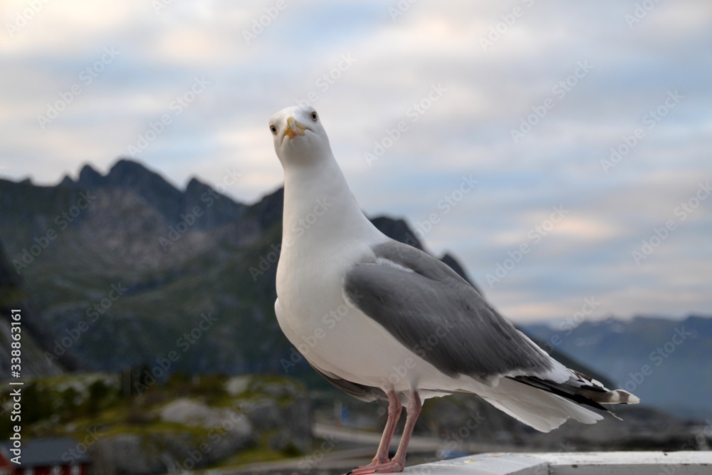 bird, sea, animal, Norway, nature, seagull, portrait, 