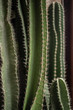 Close up of cactus background.