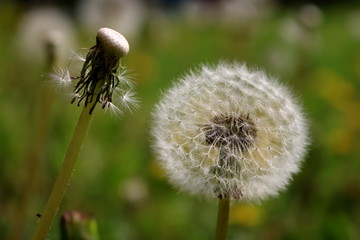 Dandelion closeup photography with green background