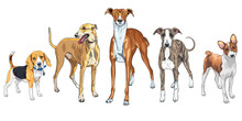 Vector Set Of Dogs Breed Italian Greyhound, Hunting Dog Basenji And Beagle
