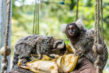 two marmoset eating