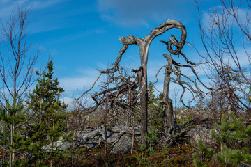 Wall Mural - Branchy dead tree of strange shape in wasteland forest. Old horned forest troll. Karelia. Vottovaara mountain after wildfire. Silhouette og tree on blue sky background.