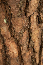 Brown Tree Bark, Macro Bark