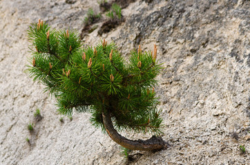Little but strong pine tree growing on a cliff Selective focus