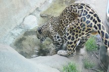Jaguar Drinking Water
