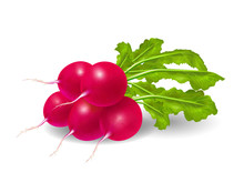 Photo Realistic Beautiful Bunch Of Ripe Red Radish And Green Leaves On A White Background. Vector Illustration.