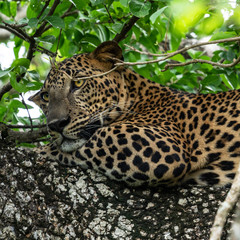 Wall Mural - Leopard wild animal laying on the tree in jungle, Yala National Park, Sri Lanka