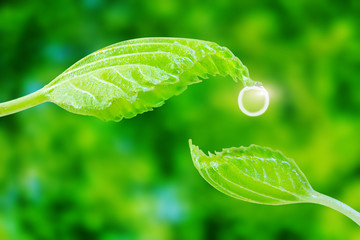 Two green leaves are directed towards each other. One of them has a drop of water. Leaf shape is like hands. The symbolic concept of Earth Day, Environment Day, nature protection, spring, summer. 