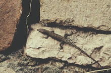 Close-up Of Lizard On Rock